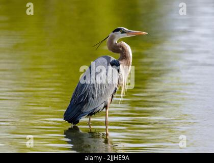 Ein Blaureiher schaut in den Himmel, während er in einem goldgrünen Teich watt. Stockfoto