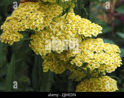 Achillea Millefolium Desert Eve Yellow (oder gelbe Schafgarbe) ist eine krautige Staude mit Büscheln von abgeflachten Blütenköpfen, die im Frühsommer erscheinen. Stockfoto