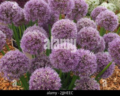Blumenköpfe von 'Allium Round and Purple', die aus Blumenzwiebeln in voller Blüte auf der RHS Tatton Park Flower Show in chesshire, England, 2022 gewachsen sind. Stockfoto