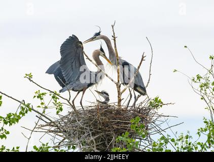 Blaureiher im Nest mit 2 jungen Küken im frühen Frühjahr mit aufkeimenden Ästen um das Nest mit einem hellen Hintergrund. Stockfoto