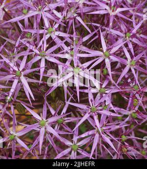 Nahaufnahme eines einzelnen Blütenstands des purpurnen Allium Christophii mit den verschiedenen Blütenständen Stockfoto