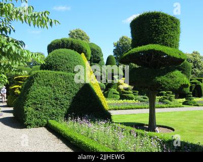 Die Form eines Top Hutes ist eine der bizarren Formen in den berühmten elisabethanischen Topiatengärten in der Levens Hall in Cumbria; Juli 2022. Stockfoto