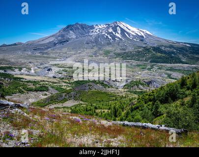 Ein Panoramablick auf Mount St. Helens vom Johnson Ridge Observatory und Wildblumen Stockfoto