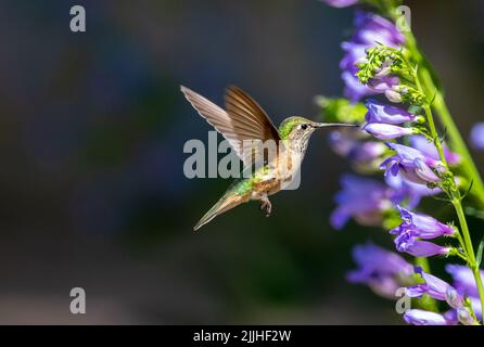 Ein weiblicher Breitschwanzhummingbird, der sich einem Penstemon-Blütenstiel aus dem Rocky Mountain nähert, mit aufrechten Flügeln vor dunklem Hintergrund. Stockfoto