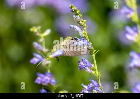 Ein weiblicher Breitschwanzhummingbird, der Nektar aus der Blume einer Rocky Mountain Penstemon Pflanze trinkt, mit einem weichen Gartenhintergrund. Stockfoto