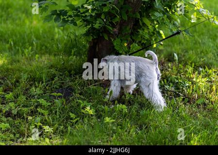 Grauweißer Schnauzer auf dem Gras, an der Leine. Hochwertige Fotos Stockfoto