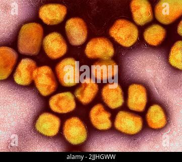 Fort Detrick, Usa. 26.. Juli 2022. Ein koloriertes Transmissionselektronenmikrograph aus Monkeypox-Viruspartikeln (Gold), das aus Zellkulturen kultiviert und gereinigt wurde, aufgenommen in der NIAID Integrated Research Facility, veröffentlicht am 26. Juli 2022 in Fort Detrick, Maryland. Kredit: NIAID/NIAID/Alamy Live Nachrichten Stockfoto