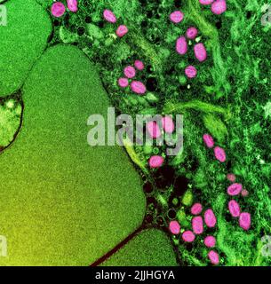 Fort Detrick, Usa. 26.. Juli 2022. Eine kolorierte Transmissionselektronenmikroskopie von Monkeypox-Viruspartikeln (rosa), die in einer infizierten Zelle (grün) gefunden wurde und im Labor kultiviert und in der NIAID Integrated Research Facility aufgenommen wurde, die am 26. Juli 2022 in Fort Detrick, Maryland, veröffentlicht wurde. Kredit: NIAID/NIAID/Alamy Live Nachrichten Stockfoto