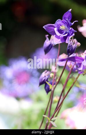 Akelei (Aquilegia spec.) - blühende Pflanzen im naturnahen Garten Stockfoto