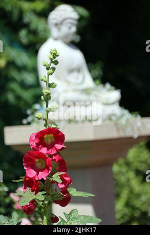 rote Stockrose (Alcea rosea) im Garten Stockfoto