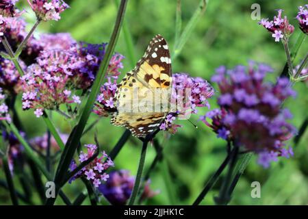 Distelfalter (Vanessa cardui, SYN. Cynthia cardui) auf einer patagonischen Eisenkraut (Verbena bonariensis, SYN. Verbena inamoena) Stockfoto