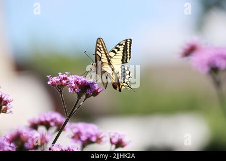 Schwalbenschwanz (Papilio machaon) auf einer Ebene Stockfoto