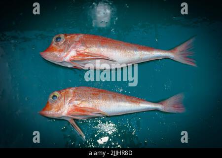 Ein Blick auf das Leben in Neuseeland: Frisch gelandeter Fang, von einem Tiefseefischertrawler: Scaly Gurnard (Lepidotrigla brachyoptera). Stockfoto