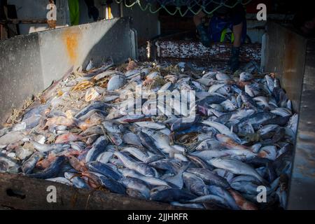 Ein Blick auf das Leben in Neuseeland: Frisch gelandeter Fang, von einem Tiefseefischertrawler: Stockfoto