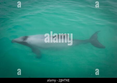 Ein Blick auf das Leben in Neuseeland. Hector's Dolphins: Die kleinste Delfinart der Welt. (Cephorhynchus hectori). Freundliche kleine Kreaturen. Stockfoto