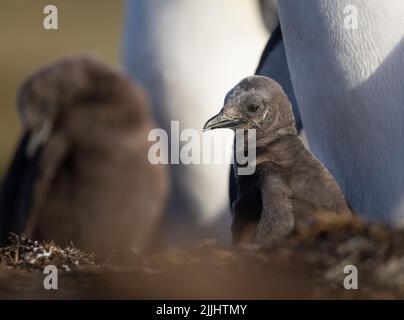 Der Königspinguin (Aptenodytes patagonicus) ist die zweitgrößte Pinguinart und brütet an mehreren Orten auf den Falklandinseln Stockfoto