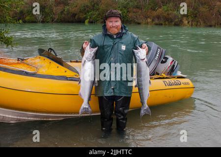 Ein Blick auf das Leben in Neuseeland. Frisch gefangener Wildlachs (Oncorhynchus tshawytscha): Chinook: Königslachs. Gefangen auf einem Spinner, Freizeitfischen. Stockfoto