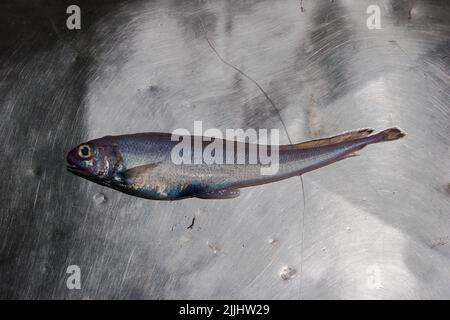 Ein Blick auf das Leben in Neuseeland: Frisch gelandeter Fang, von einem Tiefseefischertrawler: Slender Cod (Halargyreus johnsonii). Stockfoto