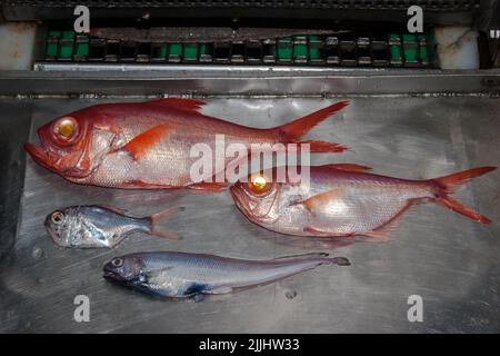 Ein Blick auf das Leben in Neuseeland: Frisch gelandeter Fang, von einem Tiefseefischertrawler: Alphonsino (Beryx splendens): Slender Cod; Common Roughy. Stockfoto