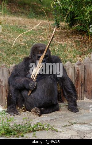 Eine vertikale Aufnahme von Gorilla, die in einem Park sitzt und ein Stück Holz hält Stockfoto