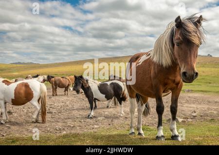 Das Dartmoor Pony ist eine Rasse, die auf den Britischen Inseln beheimatet ist. Sie können in den Mooren des Dartmoor National Park in Devon gefunden werden. Stockfoto