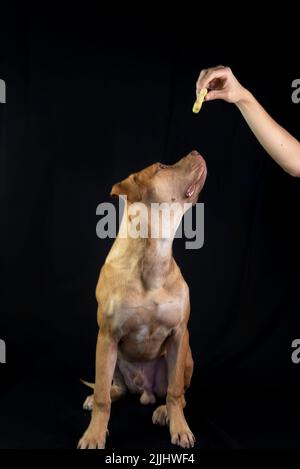 Porträt von braunen Pitbull Hund Blick auf schwarzen Hintergrund. Stadt Salvador, Bahia, Brasilien. Stockfoto