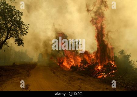 Jerseydale, CA, USA. 26.. Juli 2022. Jerseydale, CA, USA - Feuerwehrleute nutzten die günstigen Bedingungen heute, um kontrollierte Verbrennungen entlang der Planierlinien auf dem Oak Fire in der Nähe von Jerseydale, ca. (Bild: © Neal Waters/ZUMA Press Wire) Stockfoto