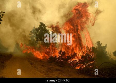 Jerseydale, CA, USA. 26.. Juli 2022. Jerseydale, CA, USA - Feuerwehrleute nutzten die günstigen Bedingungen heute, um kontrollierte Verbrennungen entlang der Planierlinien auf dem Oak Fire in der Nähe von Jerseydale, ca. (Bild: © Neal Waters/ZUMA Press Wire) Stockfoto