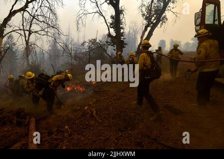 Jerseydale, CA, USA. 26.. Juli 2022. Jerseydale, CA, USA - Feuerwehrleute nutzten die günstigen Bedingungen heute, um kontrollierte Verbrennungen entlang der Planierlinien auf dem Oak Fire in der Nähe von Jerseydale, ca. (Bild: © Neal Waters/ZUMA Press Wire) Stockfoto