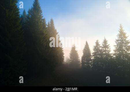 Wunderschöne Landschaft mit hellen Strahlen, die durch neblige dunkle Wälder mit immergrünen Bäumen am Herbstmorgen scheinen. Schöner wilder Wald im Morgengrauen Stockfoto