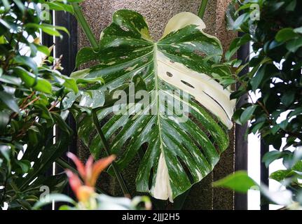 Nahaufnahme eines großen Blattes eines bunten Monstera Deliciosa „Schweizer Käses“ Stockfoto