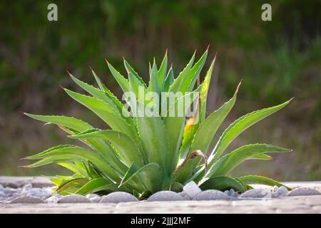 Nahaufnahme einer Aloe Vera Pflanze mit großen grünen Blättern, die an sonnigen Tagen im Freien wachsen Stockfoto