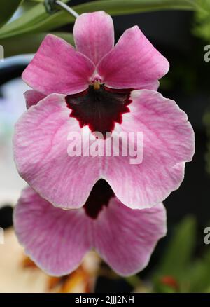 Schöne Miltoniopsis 'Flamingo Queen' rosa Orchideenblume Stockfoto
