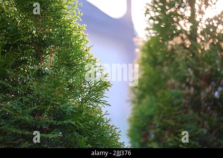 Immergrüne dekorative Thuja-Bäume wachsen vor dem Haus oder im Hinterhof. Garten- und Landschaftskonzept Stockfoto