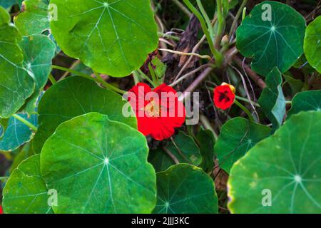 Kapuzinerkresse (Tropaeolum majus) essbare Blüten und Blätter sowie Stängel und Samen. Die ganze Pflanze ist essbar und nahrhaft - hervorragend in einem Salat. Stockfoto