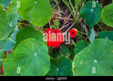 Kapuzinerkresse (Tropaeolum majus) essbare Blüten und Blätter sowie Stängel und Samen. Die ganze Pflanze ist essbar und nahrhaft - hervorragend in einem Salat. Stockfoto