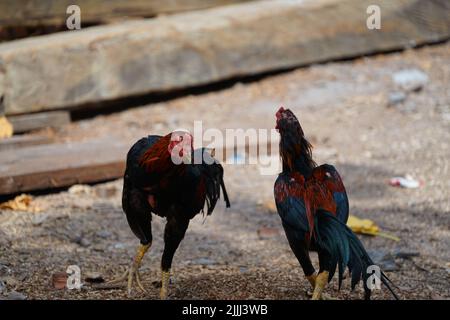 Wildes Huhn, das auf dem Sägestaub läuft Stockfoto