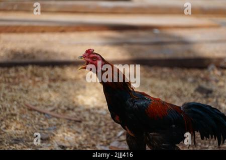 Wildes Huhn, das auf dem Sägestaub läuft Stockfoto