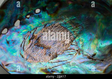 Ein Blick auf Life in New Zealand: Polierte Muscheln von Abalone (aka Paua) : ein kulinarischer Genuss. Schwarzfuß-Paua (Haliotis-Iris; Familie Haliotidae). Stockfoto