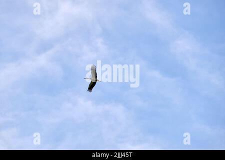 Storchvögel mit ausgebreiteten Flügeln fliegen, hoch in blauem Himmel schweben Stockfoto