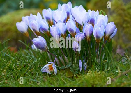 Lebendige, blaue und bunte Frühlingsblumen blühen und blühen auf einer abgelegenen Wiese auf dem Land. Nahaufnahme und Texturdetails von Krokuspflanzen Stockfoto