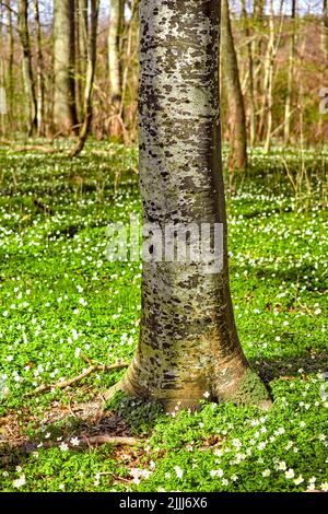 Schöner, ruhiger und ruhiger Wald mit Nahaufnahme eines Baumstamms, umgeben von blühendem Feld. Landschaft von vielen Holz Anemone Blumen wachsen in einem Stockfoto