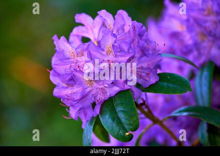 Im Sommer wachsen in einem Garten im Hinterhof wunderschöne, violette und anwachsende Rhododendronblüten. Nahaufnahme von blühenden Blattpflanzen, die sich öffnen und blühen Stockfoto