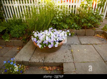 Weiße und violette Sommerblumen wachsen in Lehm-Blumentopf oder Topf in einem abgelegenen Hinterhof zu Hause. Petunia atkinsiana Blumenarrangement blühenden und Stockfoto