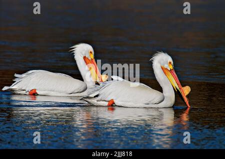 Zwei amerikanische weiße Pelikane, „Pelecanus erythrorhynchos“, schwimmen und füttern in einer flachen Lagune im Elk Island National Park, Alberta, Kanada Stockfoto