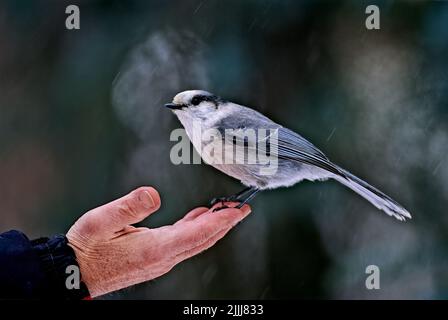 Ein kanadischer Grauhäher 'Perisoreus canadensis', der auf einer menschlichen Hand thront. Stockfoto