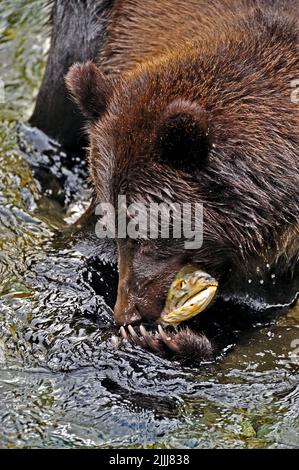 Ein Grizzly Bear 'Ursus arctos', der in Fish Creek bei Hyder Alaska einen laichenden Chum-Lachs fängt Stockfoto