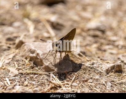 Eine Nahaufnahme von dunklem, kleinbrandigen Mauersegler (Pelopidas mathias) auf einem trockenen Gras Stockfoto