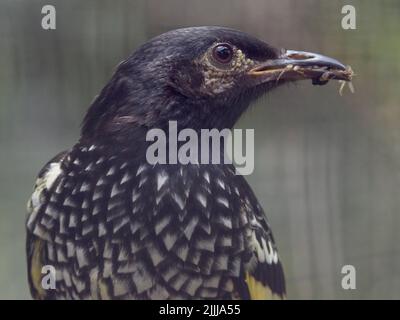 Ein Nahaufnahme-Porträt eines reizenden Regent Honeyeaters in strahlender Schönheit. Stockfoto