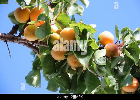 Aprikosenbaum, Zweige beladen mit Trauben von leuchtend orangefarbenen Früchten, bereit zur Ernte. Stockfoto